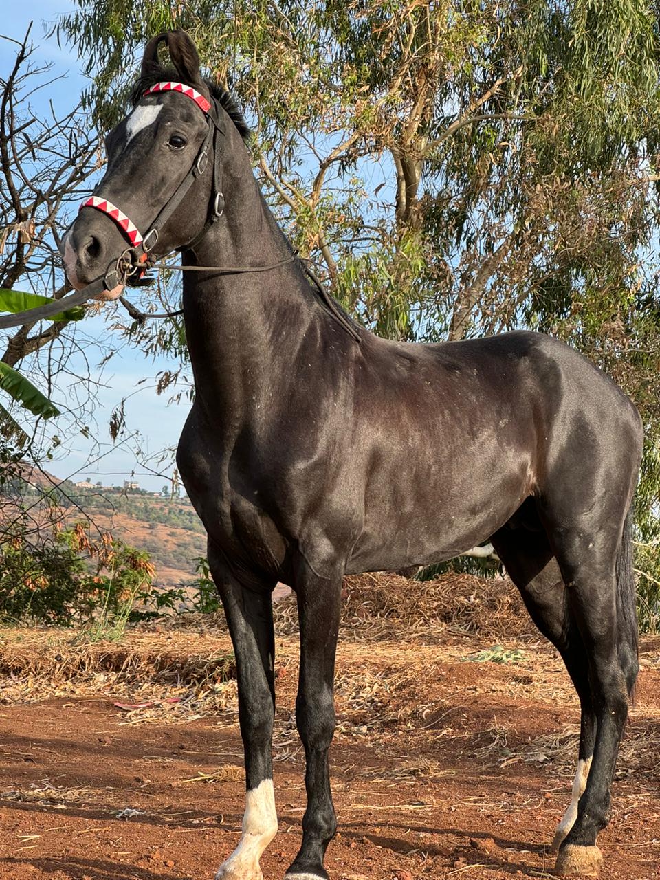 Rudra - Majestic Riders | Horse Riding School In Coimbatore, Horse Buy &  Sell, Horse Feed