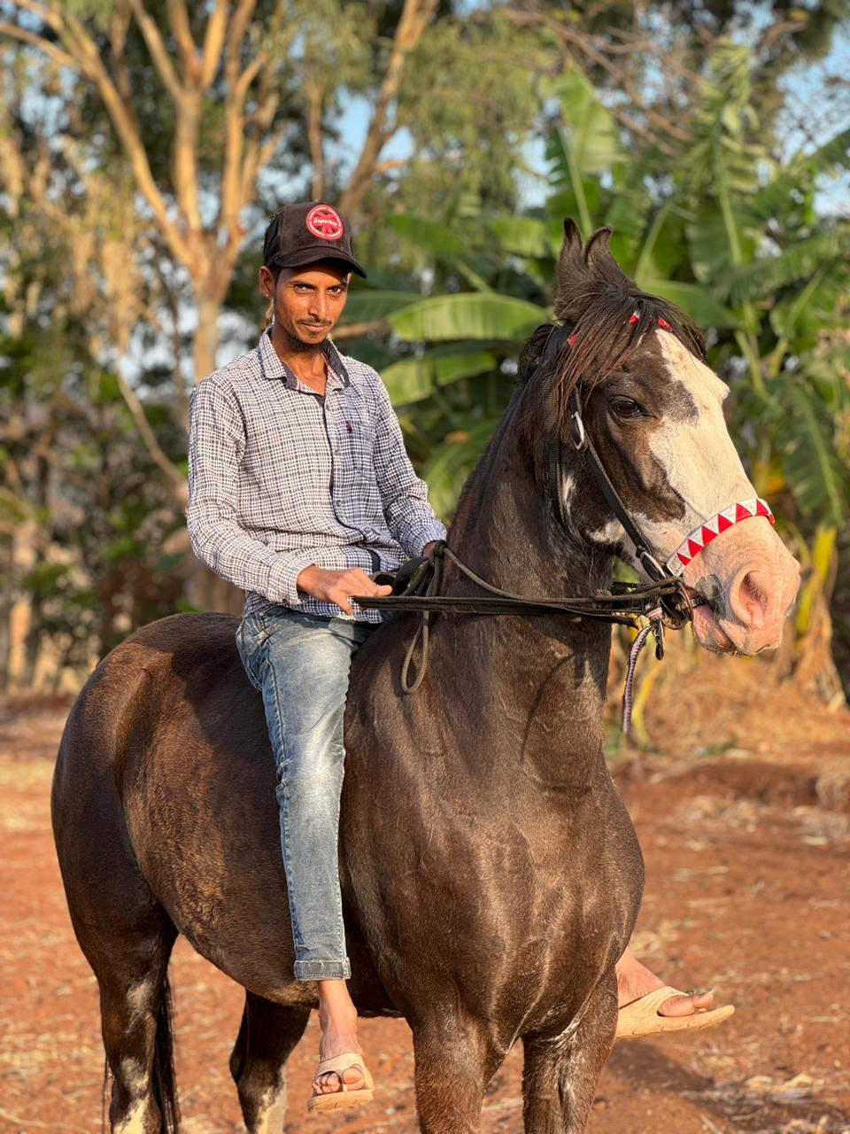 Trendy - Majestic Riders | Horse Riding School In Coimbatore, Horse Buy &  Sell, Horse Feed